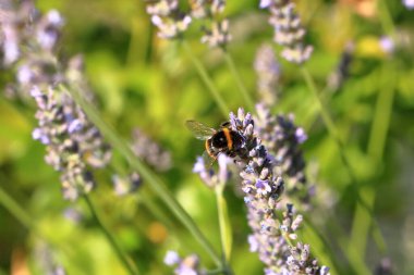 Lavandula 'da bir Bumblebee (Bomba))