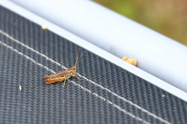 Gafanhoto Orthoptera Isolado Cadeira Jardim — Fotografia de Stock