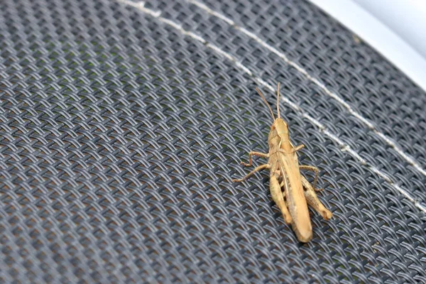 Een Sprinkhaan Orthoptera Geïsoleerd Tuinstoel — Stockfoto