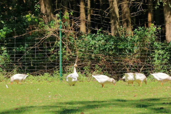 Plusieurs Oies Blanches Ensemble Sur Pelouse Par Une Journée Ensoleillée — Photo