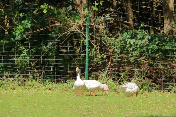 Plusieurs Oies Blanches Ensemble Sur Pelouse Par Une Journée Ensoleillée — Photo