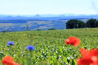 Tarladaki genç mısır bitkileri, bir mısır tarımı ve tarım kavramı..