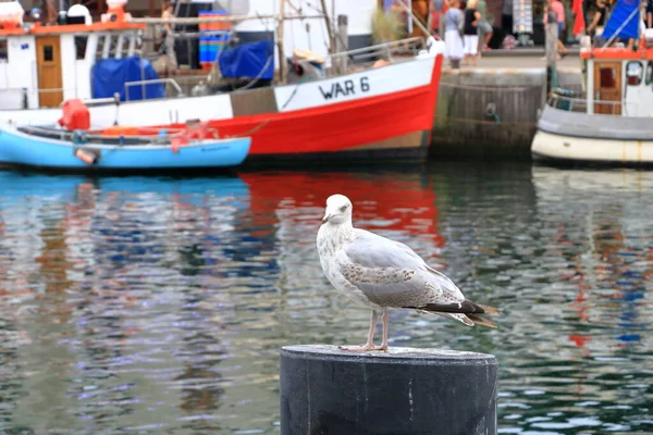 Lonely Seagull Looking Fjord Harbor Bergen Norway — Stock Photo, Image