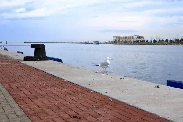 Yalnız martı Norveç, Bergen limanındaki fiyorda bakıyor.