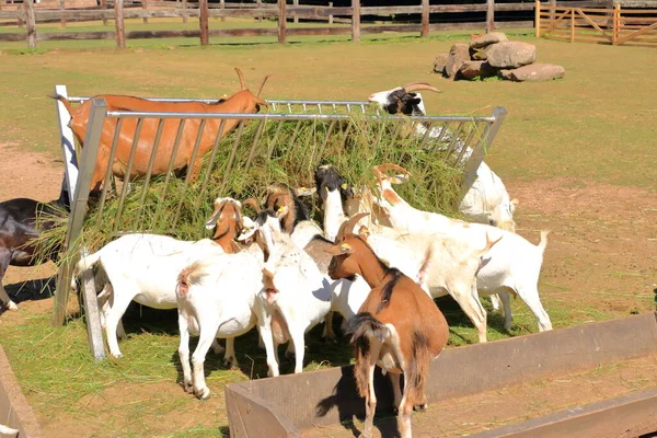 Goats Lunch Park — Stock Photo, Image