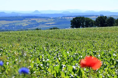 Tarladaki genç mısır bitkileri, bir mısır tarımı ve tarım kavramı..