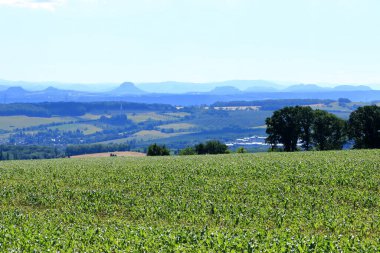 Tarladaki genç mısır bitkileri, bir mısır tarımı ve tarım kavramı..