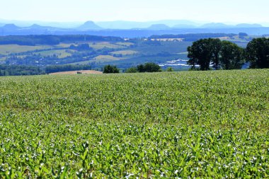 Tarladaki genç mısır bitkileri, bir mısır tarımı ve tarım kavramı..