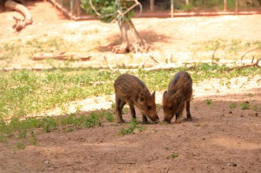 Almanya 'daki Vahşi Yaşam Parkı Silz / Palatinate' de serinletilmiş Yabandomuzu Ailesi (Sus scrofa)