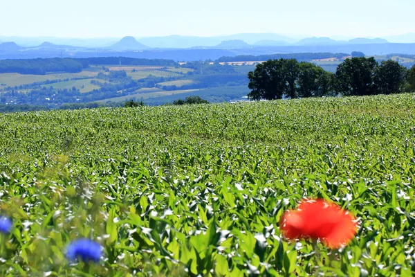 Tarladaki genç mısır bitkileri, bir mısır tarımı ve tarım kavramı..
