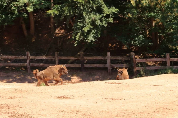 Bisões Europeus Parque Vida Selvagem Silz Palatinado Alemanha — Fotografia de Stock