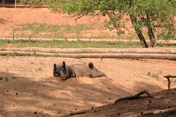 Wild Boar Sus Scrofa Chilling Wildlife Park Silz Palatinate Germany — Stock Photo, Image