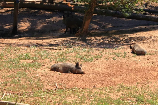 Javali Sus Scrofa Arrepiante Parque Vida Selvagem Silz Palatinado Alemanha — Fotografia de Stock