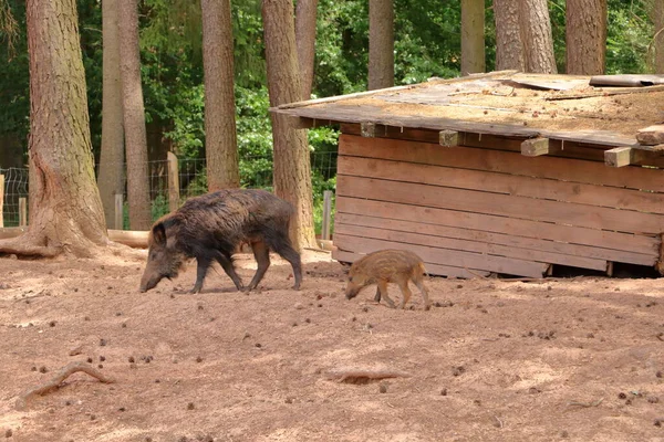 Chilled Family Wild Boar Sus Scrofa Wildlife Park Silz Palatinate — Fotografia de Stock