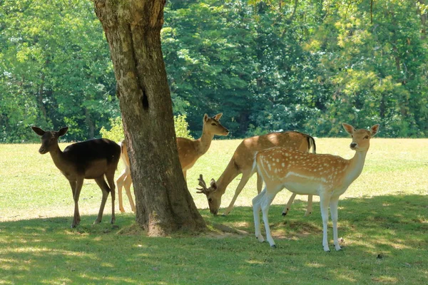 Wilde Reeën Het Wildpark Silz Palts Duitsland — Stockfoto