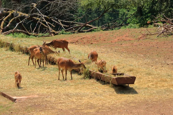 Almanya Daki Vahşi Yaşam Parkı Silz Palatinate Kızıl Geyik Cervus — Stok fotoğraf