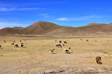 Bolivya 'da Potosi ve Uyuni arasındaki otoyolun yanındaki lama lamaları