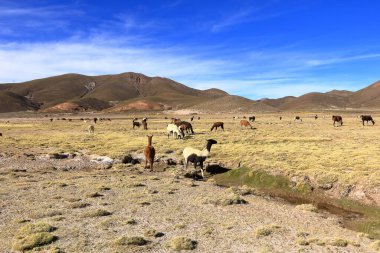 Bolivya 'da Potosi ve Uyuni arasındaki otoyolun yanındaki lama lamaları