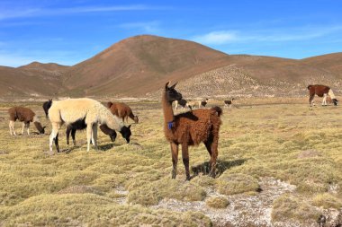 Bolivya 'da Potosi ve Uyuni arasındaki otoyolun yanındaki lama lamaları