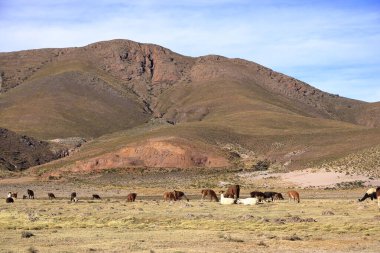 Bolivya 'da Potosi ve Uyuni arasındaki otoyolun yanındaki lama lamaları