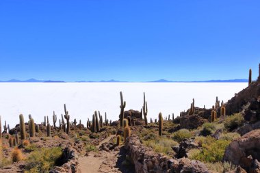 Bolivya 'daki Uyuni' nin tuzlu düz çölünde kaktüs adasında (İncahuasi Adası).