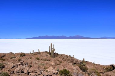 Bolivya 'daki Uyuni tuz dairesindeki Incahuasi Adası' ndan (kaktüs adası) bir manzara