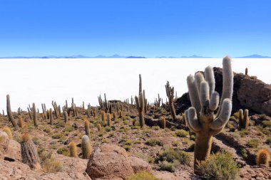 Bolivya 'daki Uyuni tuz dairesindeki Incahuasi Adası' ndan (kaktüs adası) bir manzara