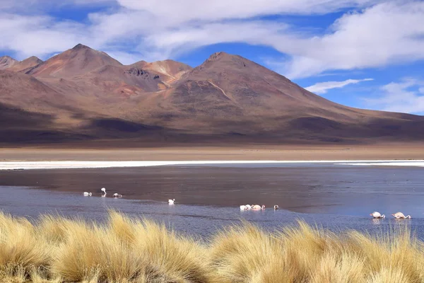 James Flamingo (Phoenicoparrus jamesi) ile Canapa lagünü, Bolivya 'da Uyuni