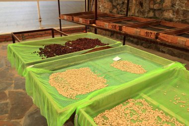 Bolivya 'da, dağ ormanlarındaki bir plantasyonda kahve yapma sürecinde.