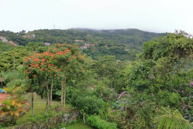 Güzel ağaçlar ve bitkiler, Bolivya 'nın doğası.