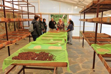 Bolivya 'daki Coroico - 29 Mayıs 2025: İnsanlar Bolivya dağ ormanlarındaki bir kahve tarlasını ziyaret ediyor.