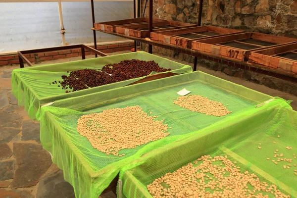 Bolivya 'da, dağ ormanlarındaki bir plantasyonda kahve yapma sürecinde.