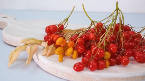 Червоні ягоди Viburnum ізольовані на фоні білого дерева, осінні ягоди . — стокове відео