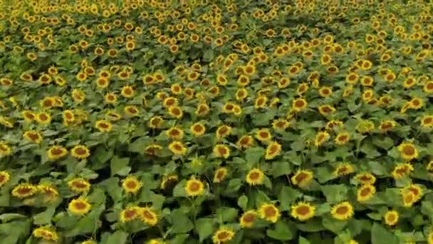 Luchtfoto Van Zonnebloemenveld Luchtfoto Van Zonnebloemen Veld Uitzicht Bloeiende Zonnebloemen — Stockvideo