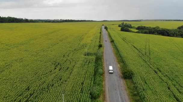 Aerial Landscape Sunflower Wheat Fields Fields Divided Road Road Full — Stock Video