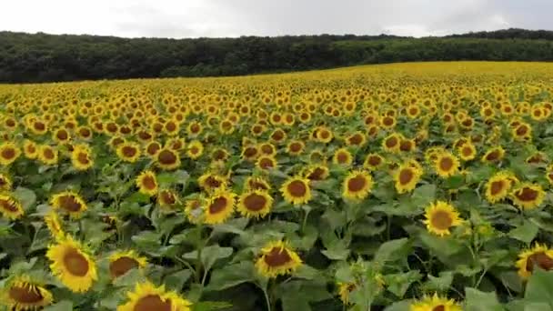 Aerial View Sunflower Field Aerial View Sunflowers Field View Flowering — Stock Video