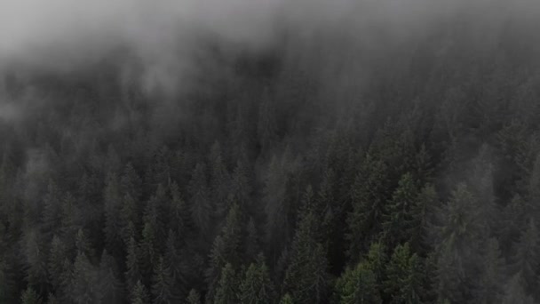 Vue Aérienne Montagne Belle Forêt Nuages Matin Après Pluie — Video