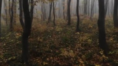 4k. Sabah sisi sırasında insansız hava aracı altın sonbahar ormanlarında uçuyor..