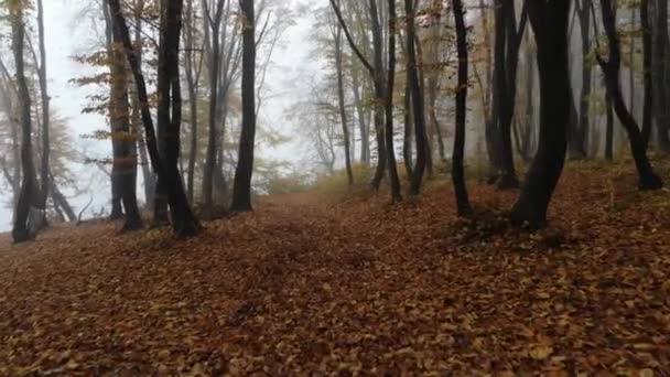 4K.Drone vol à travers la forêt d'automne dorée pendant le brouillard matinal .