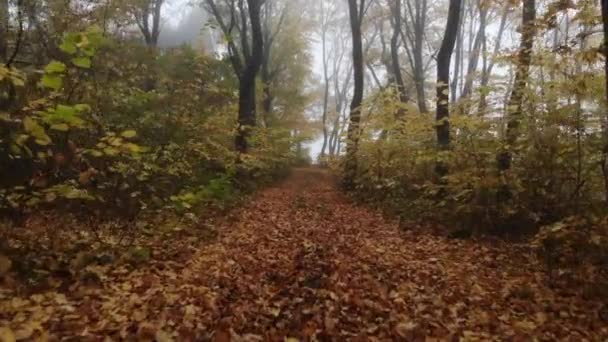 清晨的雾中 无人机在金秋的森林中飞行 — 图库视频影像