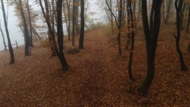 Drone Flygning Genom Gyllene Höstskog Morgonen Dimma — Stockvideo