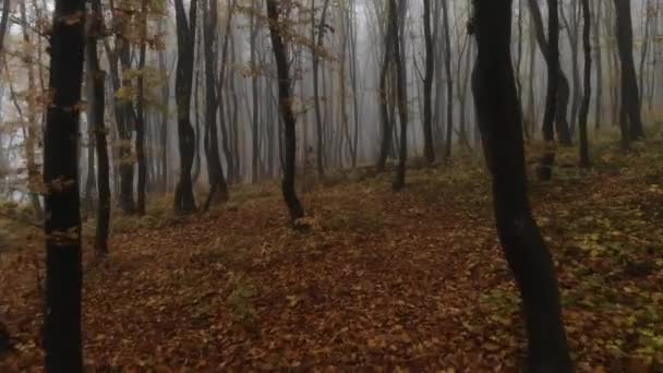 Drone Volo Attraverso Foresta Dorata Autunno Durante Nebbia Mattutina — Video Stock