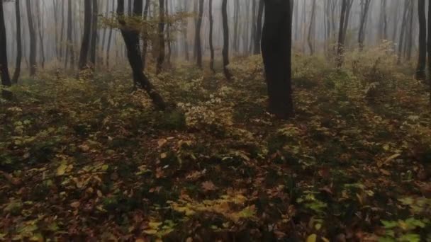 Vuelo Drones Través Del Bosque Dorado Otoño Durante Niebla Matutina — Vídeos de Stock