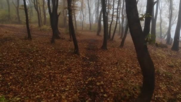 4K.Drone vol à travers la forêt d'automne dorée pendant le brouillard matinal .