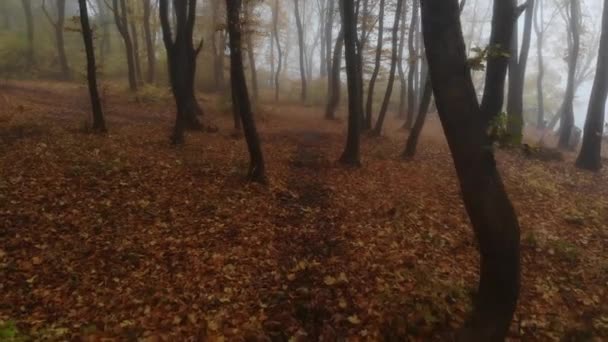 Drone Vlucht Door Gouden Herfst Bos Tijdens Ochtend Mist — Stockvideo