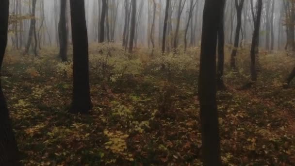 Drónrepülés Aranyló Őszi Erdőben Reggeli Köd Alatt — Stock videók