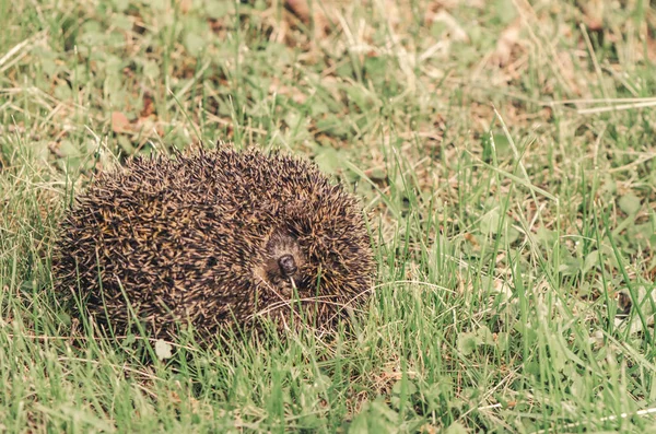 Cute hedgehog curled up in a tangle