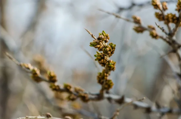 Buds on trees grow in spring