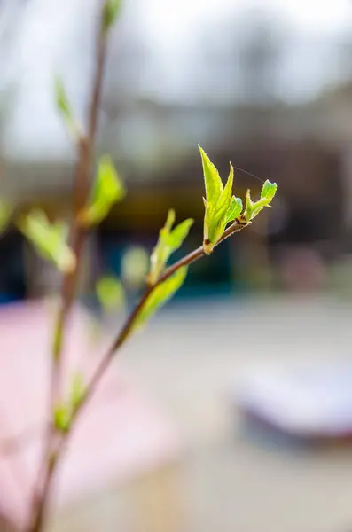 Buds on trees grow in spring