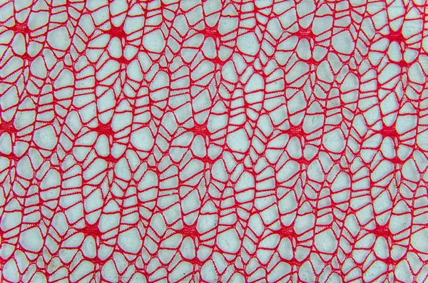red mesh background on a white background